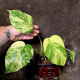 Monstera Aurea Variegated Plant - Exact Plant - US Seller (June-01-23)