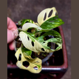 Variegated White Monstera Adansonii Albo - Rare Collector Swiss Cheese Plant - Exact Plant - US Seller