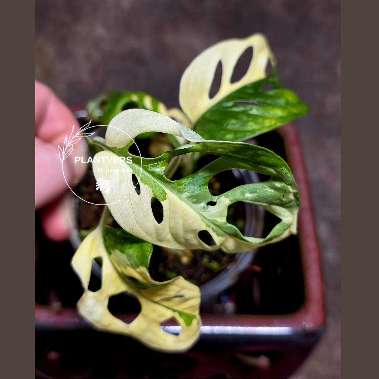 Variegated White Monstera Adansonii Albo - Rare Collector Swiss Cheese Plant - Exact Plant - US Seller