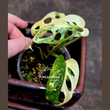 Variegated White Monstera Adansonii Albo - Rare Collector Swiss Cheese Plant - Exact Plant - US Seller