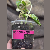 Variegated White Monstera Adansonii Albo - Rare Collector Swiss Cheese Plant - Exact Plant - US Seller