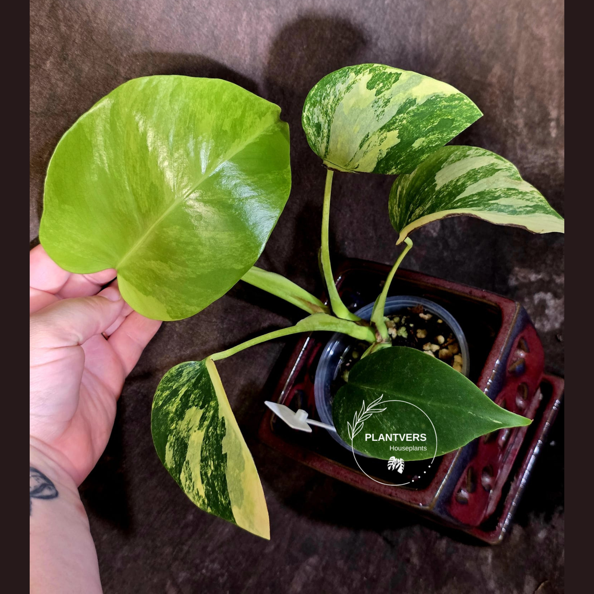 Monstera Aurea Variegated Borsigiana - Rare Exact Plant - (6-5-42)