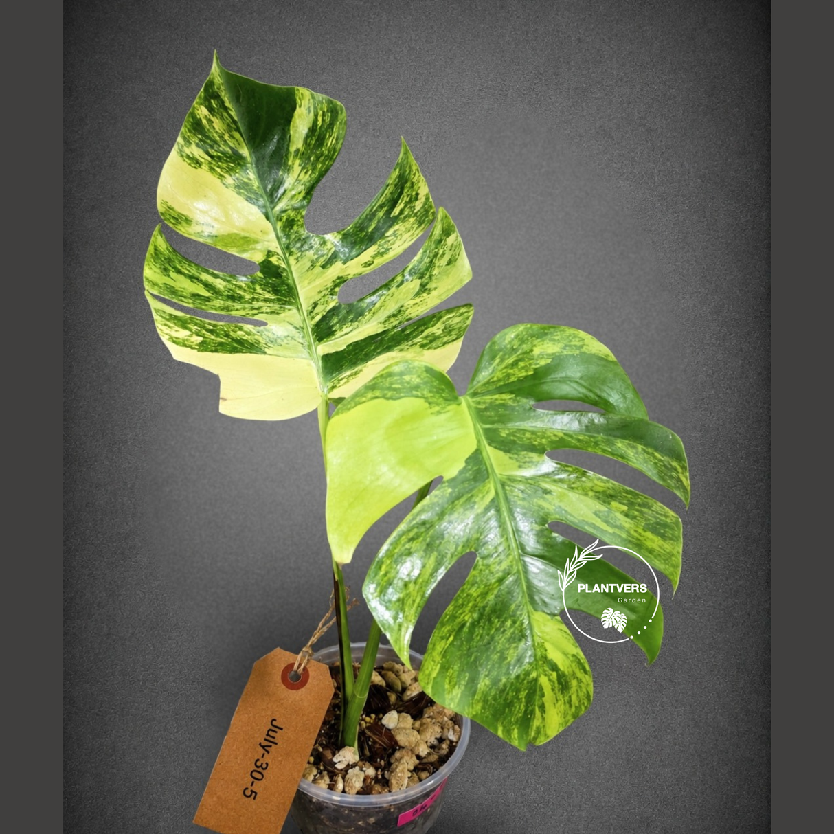 Monstera Aurea Variegated Borsigiana - Monstera Marmota - (July-30-5)
