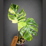 Monstera Aurea Variegated Borsigiana - Monstera Marmota - (July-30-5)