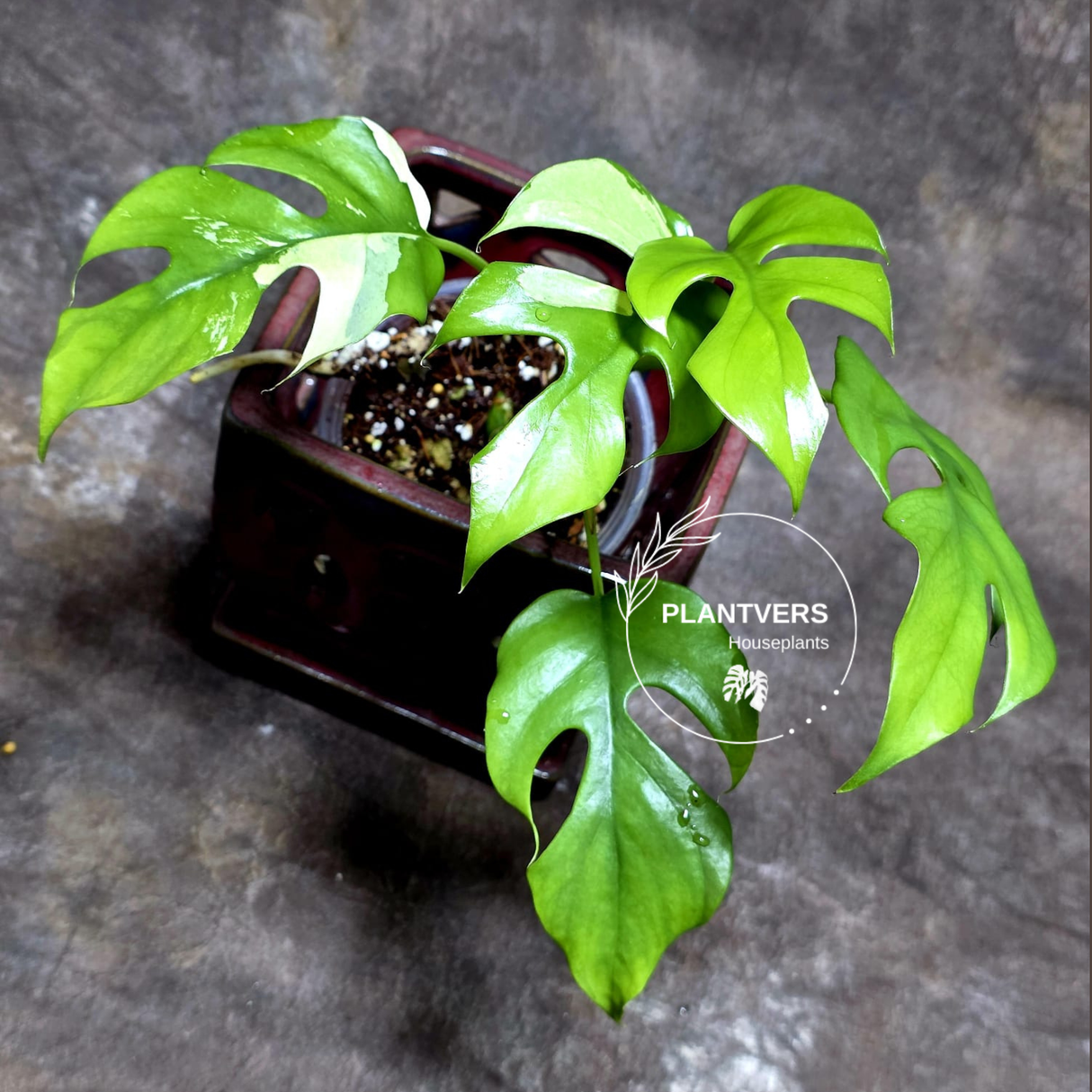Variegated Rhaphidophora Tetrasperma Albo - Rare Collector Plant - Exact SAME Plant - US Seller