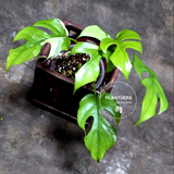 Variegated Rhaphidophora Tetrasperma Albo - Rare Collector Plant - Exact SAME Plant - US Seller