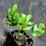 Variegated Rhaphidophora Tetrasperma Albo - Rare Collector Plant - Exact SAME Plant - US Seller