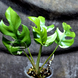 Variegated Rhaphidophora Tetrasperma Albo - Rare Collector Plant - Exact SAME Plant - US Seller