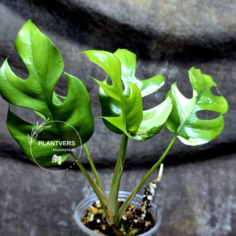 Variegated Rhaphidophora Tetrasperma Albo - Rare Collector Plant - Exact SAME Plant - US Seller