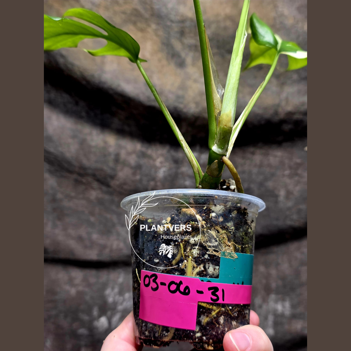 Variegated Rhaphidophora Tetrasperma Albo - Rare Collector Plant - Exact SAME Plant - US Seller