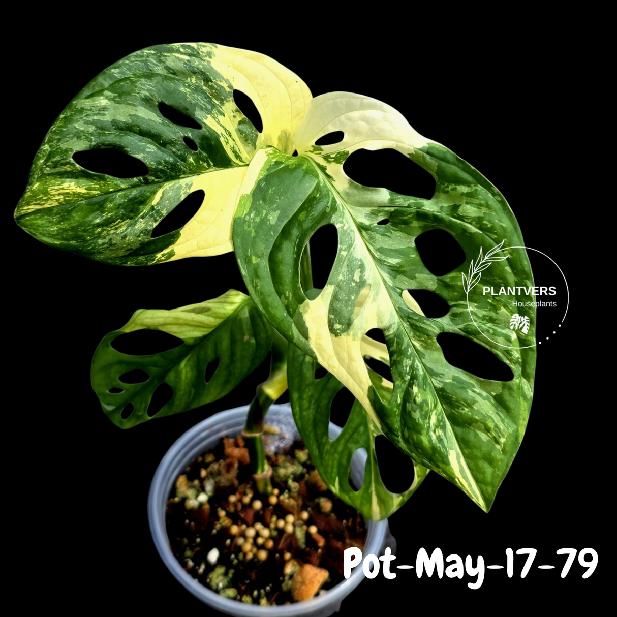Variegated Monstera Adansonii Albo Plant - Rare Swiss Cheese EXACT Same Plant - US Seller