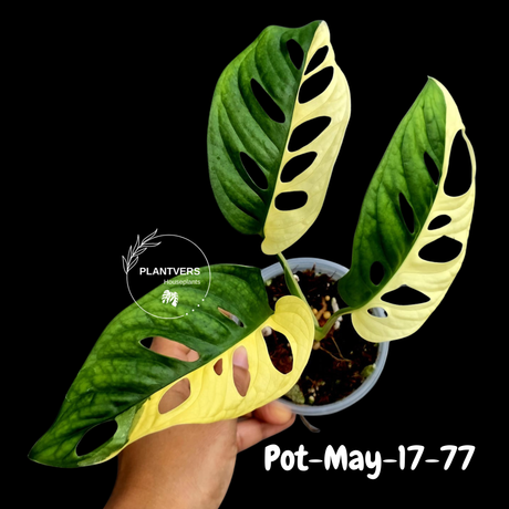 Variegated Monstera Adansonii Albo Plant - Rare Swiss Cheese EXACT Same Plant - US Seller