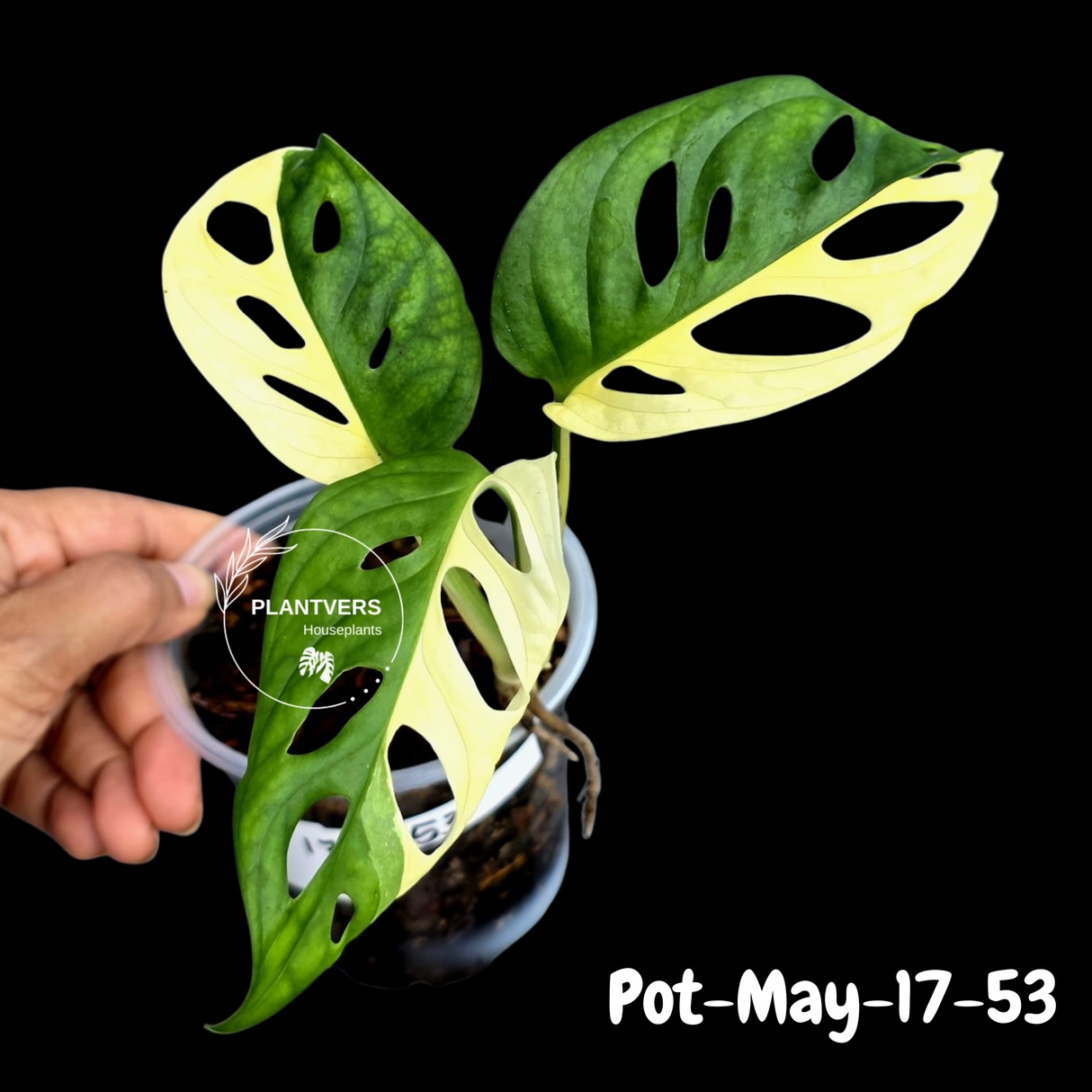 Variegated Monstera Adansonii Albo Plant - Rare Swiss Cheese EXACT Same Plant - US Seller