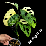 Variegated Monstera Adansonii Albo Plant - Rare Swiss Cheese EXACT Same Plant - US Seller