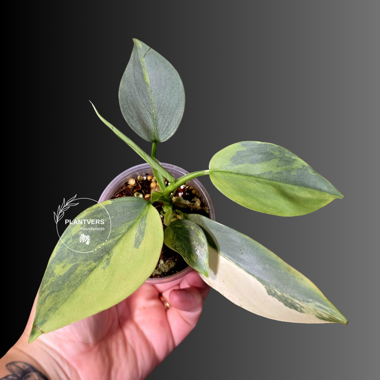 Philodendron Silver Sword Variegated - Rare Collector Plant - (June-09-28)
