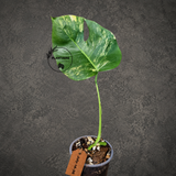 Monstera Aurea Variegated Borsigiana - Exact Plant - (July-14-36)