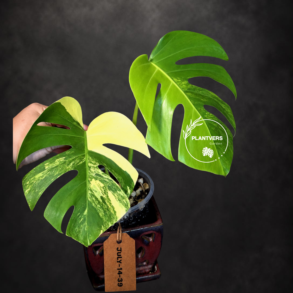 Monstera Aurea Variegated Borsigiana - Exact Plant - (July-14-39)