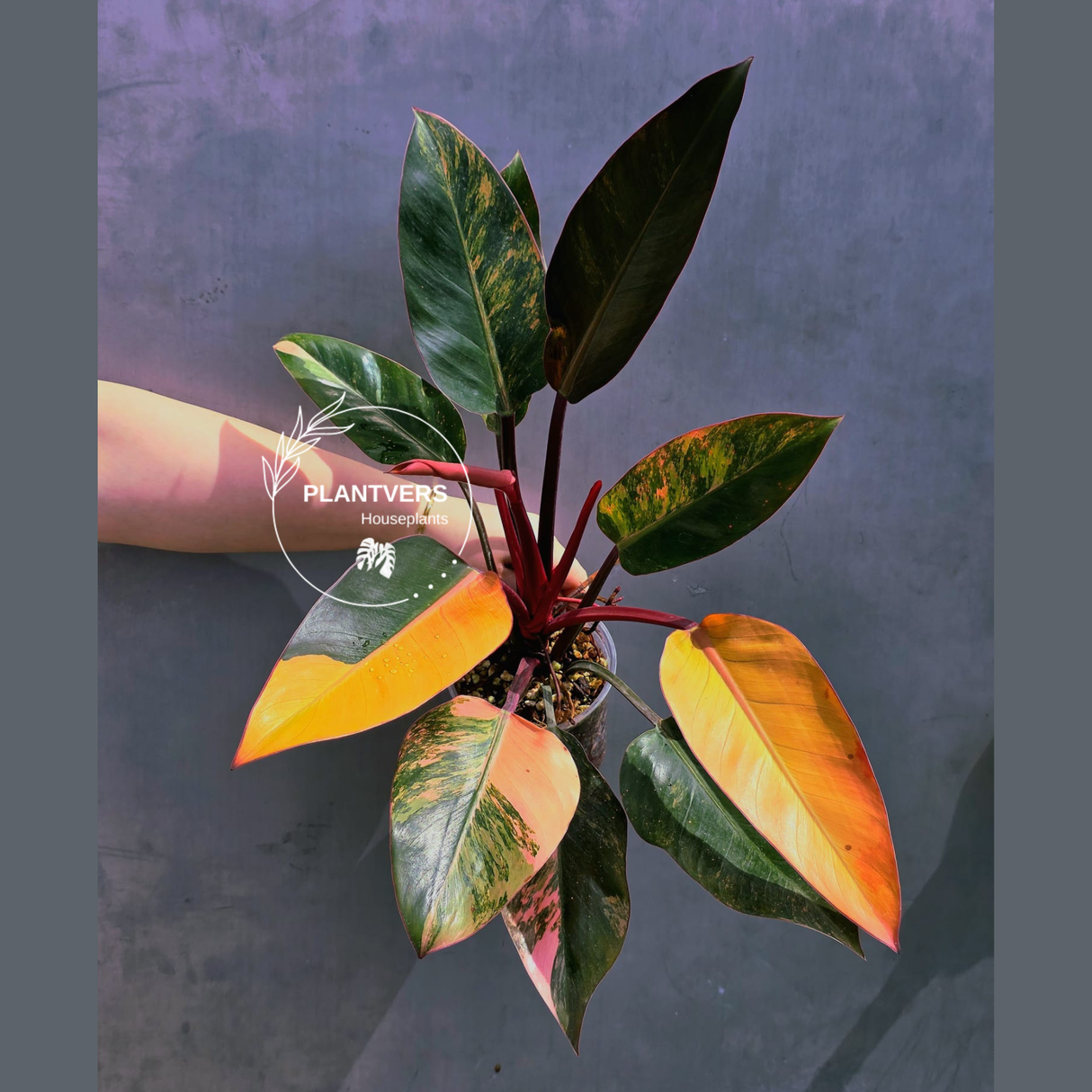 Yellow Congo Philodendron Variegated - Super Rare Large Tropical Houseplant - Hard to Come By - EXACT Plant - US Seller