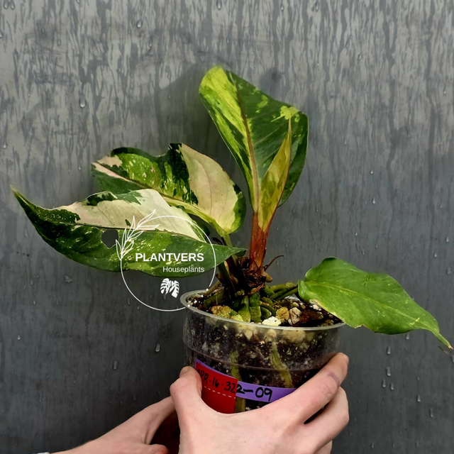 Anthurium Renaissance Pink Varigated
