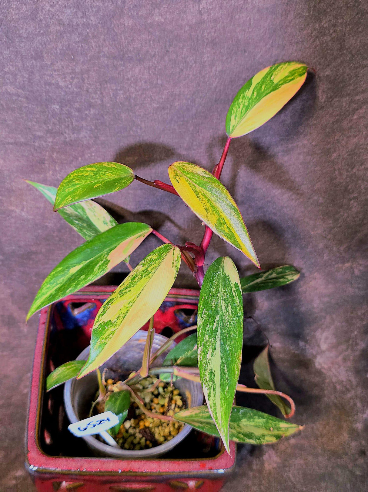 Variegated Philodendron Strawberry Shake Live Plant - EXACT Plant - (6-5-24)