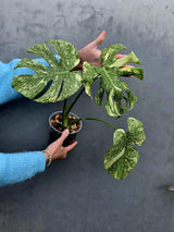 Variegated Monstera Legacy - Super Rare Monstera Indoor Plant - Collector's Aroid - EXACT Plant - US Seller