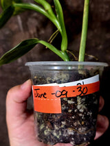 Philodendron Silver Sword Variegated - Rare Collectors Plant - (June-09-30)