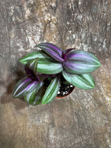 Silver Wandering Jew in a 2" Nursery Pot - Low Maintenance Vining Houseplant - Easy Care Indoor Plant