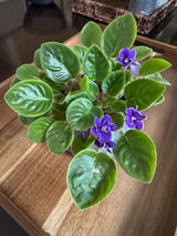 African Violet Purple in a 4" Nursery Pot - Saintpaulia Ionantha -  Flowering Plant - Blooming Gift Plant