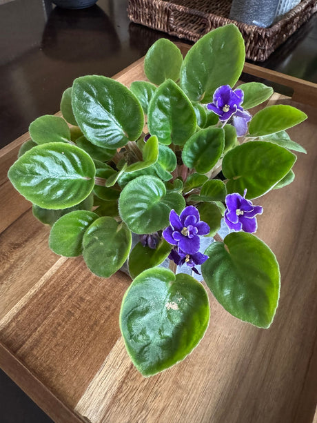 African Violet Purple in a 4" Nursery Pot - Saintpaulia Ionantha -  Flowering Plant - Blooming Gift Plant