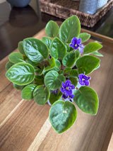 African Violet Purple in a 4" Nursery Pot - Saintpaulia Ionantha -  Flowering Plant - Blooming Gift Plant