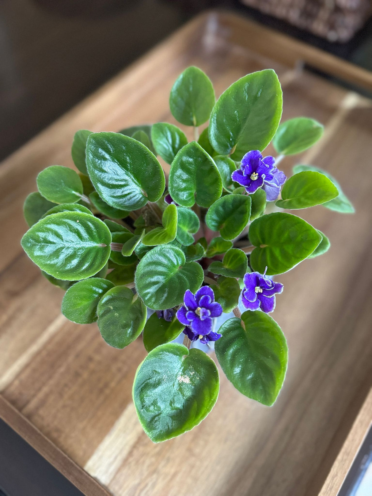 African Violet Purple in a 4" Nursery Pot - Saintpaulia Ionantha -  Flowering Plant - Blooming Gift Plant