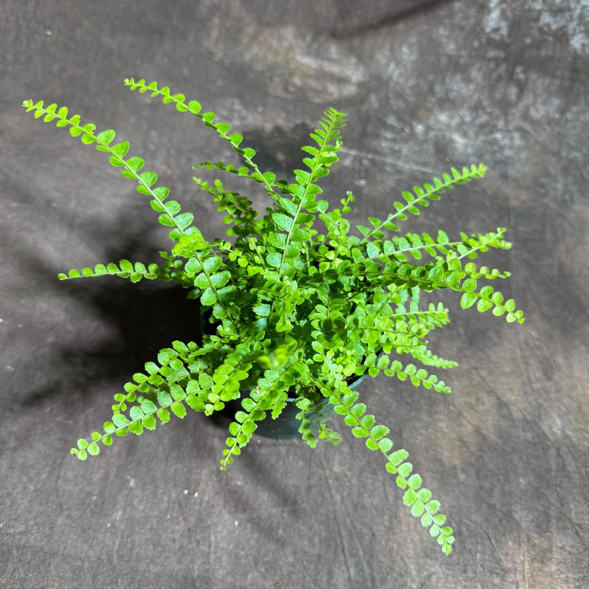 Lemon Button Fern in 4" Nursery Pot – Nephrolepis Cordifolia "Duffii" – Tropical Fishbone Fern