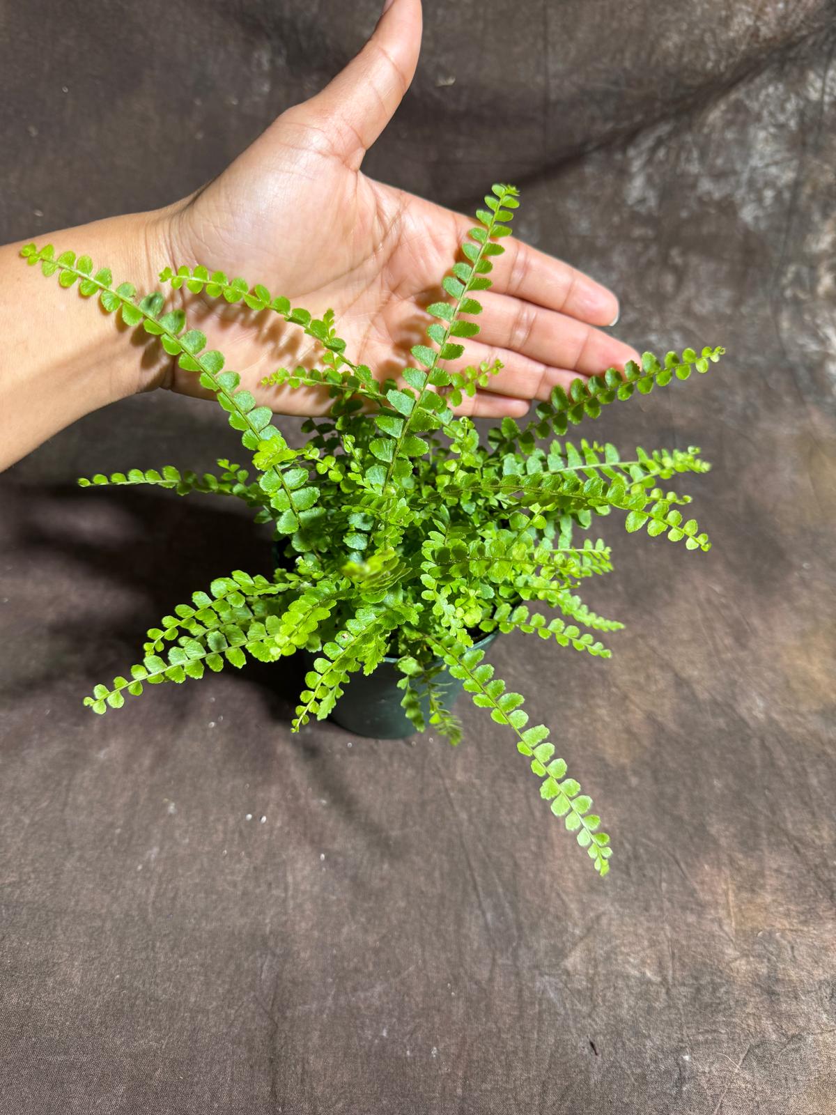Lemon Button Fern in 4" Nursery Pot – Nephrolepis Cordifolia "Duffii" – Tropical Fishbone Fern