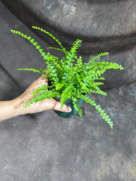 Lemon Button Fern in 4" Nursery Pot – Nephrolepis Cordifolia "Duffii" – Tropical Fishbone Fern