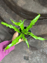 Japanese Bird's Nest Fern in a 4" Nursery Pot – Asplenium Nidus Antiquum –  Osaka Fern – Crispy Wave Japanese Fern