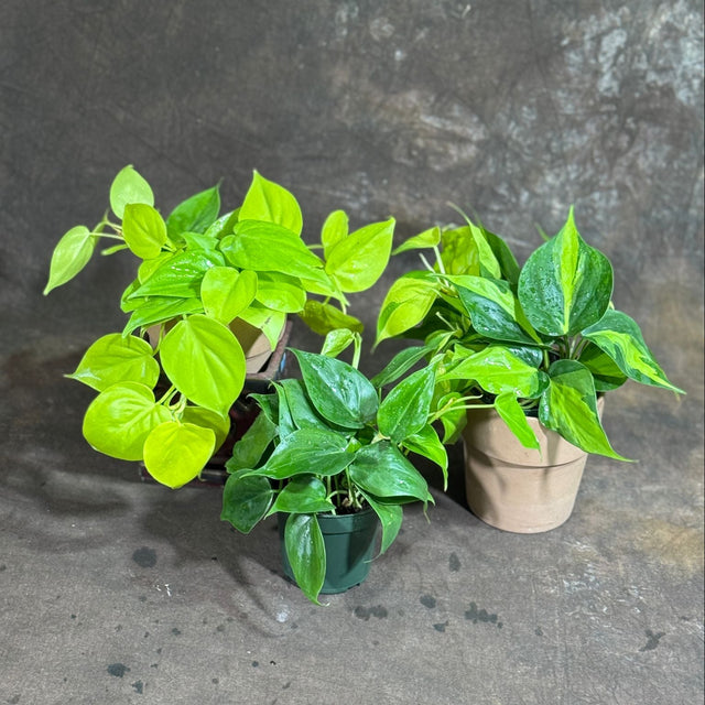 philodendron heartleaf cleans air Set of 3 Philodendron Plants in 4'' Nursery Pots – Brazil, Lemon Lime & Jade Heartleaf Philodendron Varieties – Live Indoor Vining Houseplants –