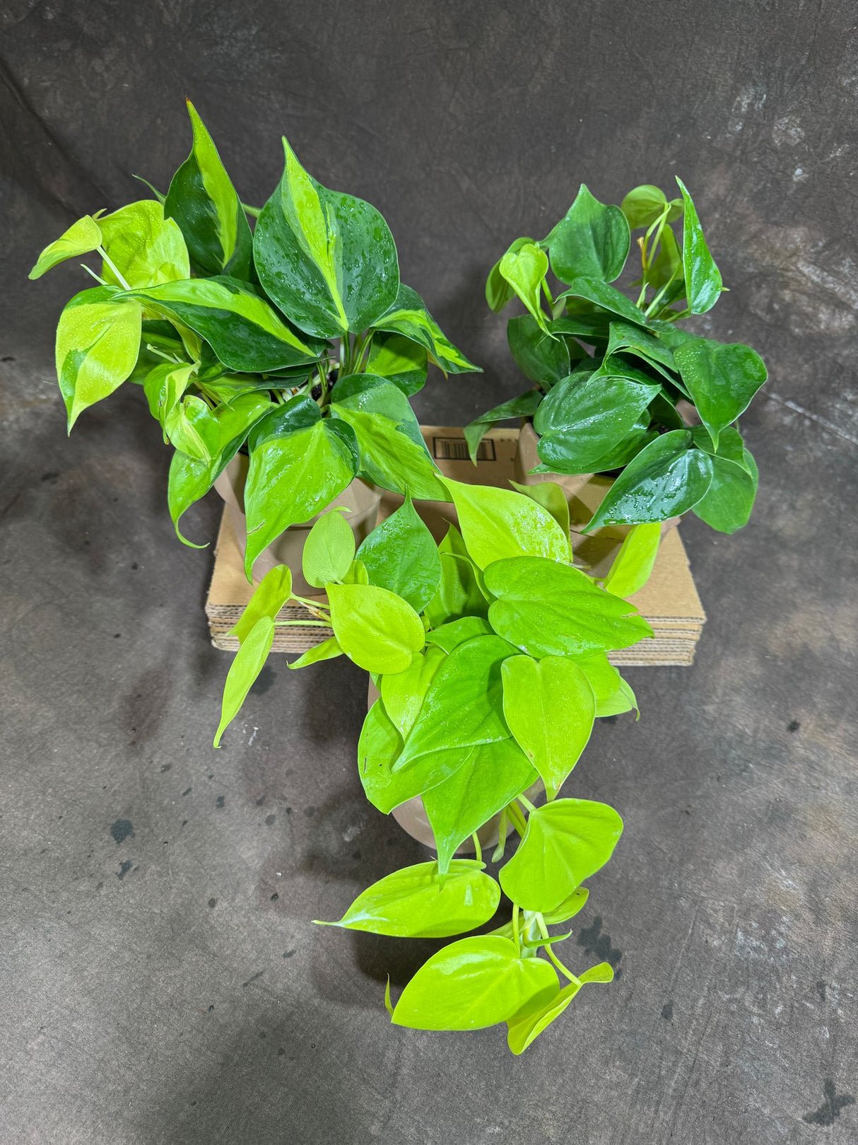 Set of 3 Philodendron Plants in 4'' Nursery Pots – Brazil, Lemon Lime & Jade Heartleaf Philodendron Varieties – Live Indoor Vining Houseplants – Variegated Easy Care & Air Purifying Plants