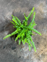 Lemon Button Fern in 4" Nursery Pot – Nephrolepis Cordifolia "Duffii" – Tropical Fishbone Fern