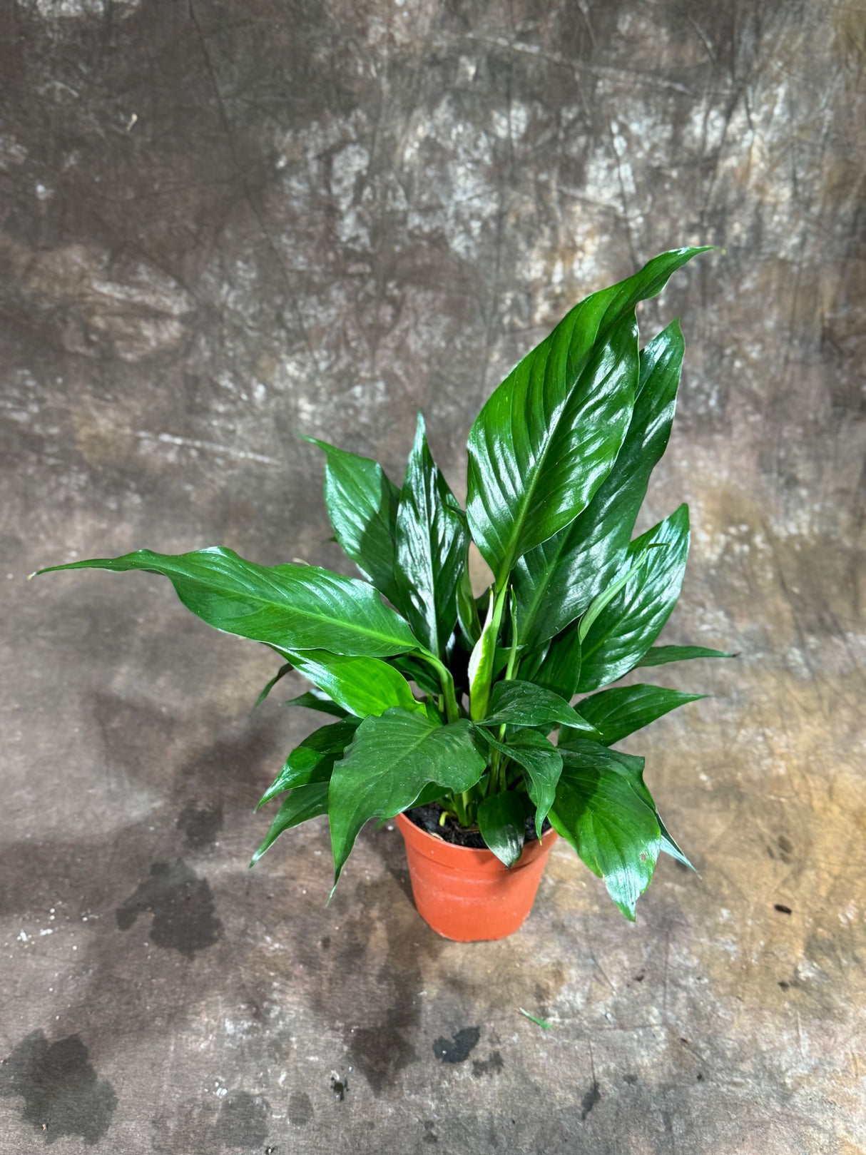 Peace Lily in  4" Nursery Pot – Spathiphyllum Peace Lily - Indoor Air Purifying Flowering Plant – Low Maintenance Lily Plant - Easy Care Indoor Plant