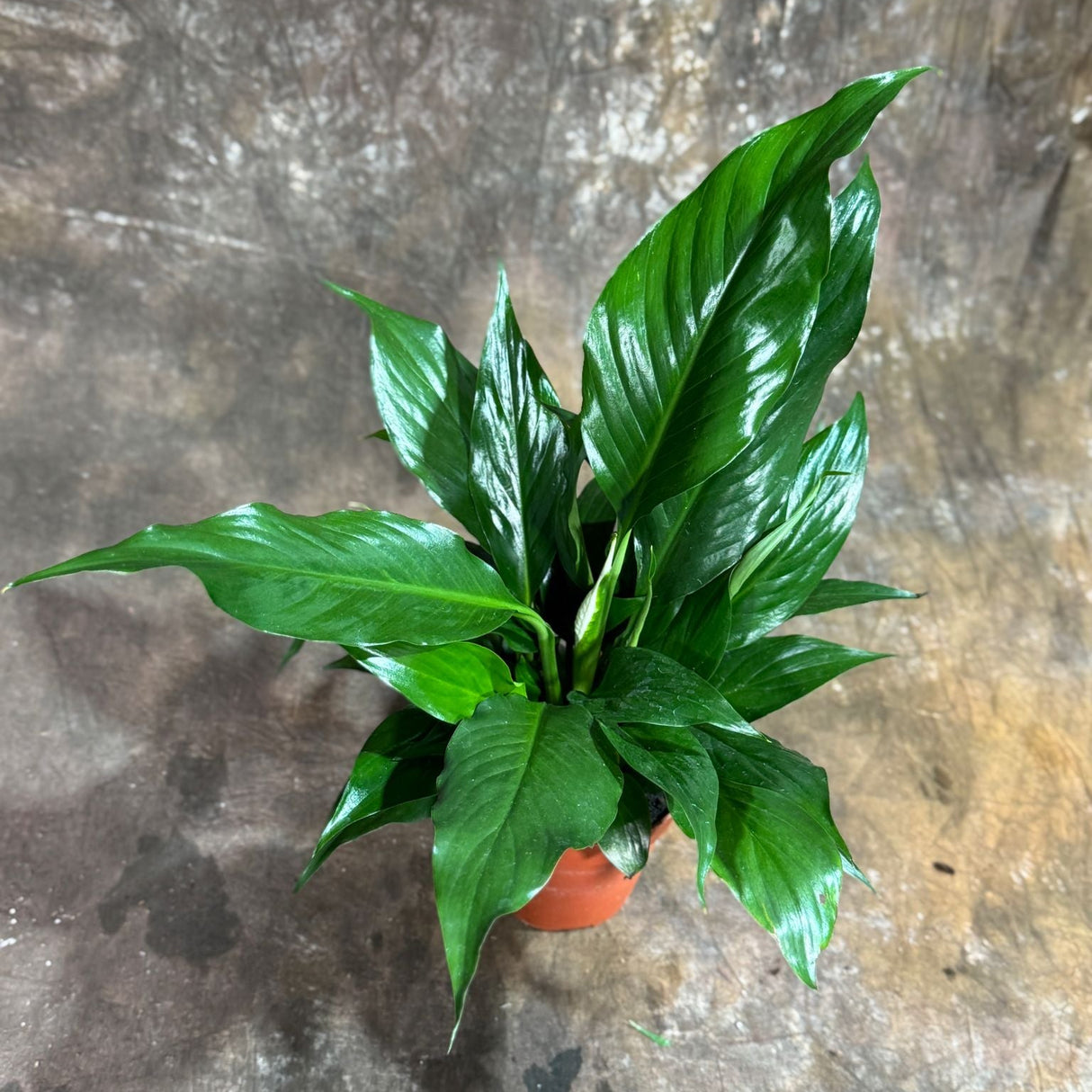 Peace Lily in  4" Nursery Pot – Spathiphyllum Peace Lily - Indoor Air Purifying Flowering Plant – Low Maintenance Lily Plant - Easy Care Indoor Plant
