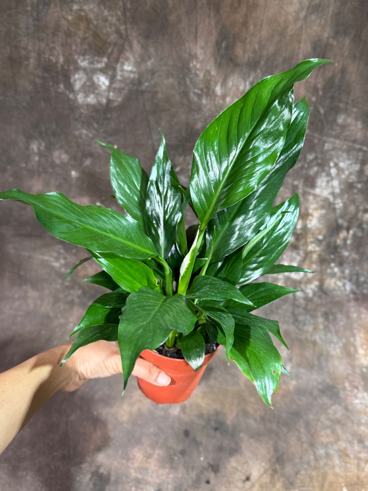 Peace Lily in  4" Nursery Pot – Spathiphyllum Peace Lily - Indoor Air Purifying Flowering Plant – Low Maintenance Lily Plant - Easy Care Indoor Plant