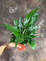 Peace Lily in  4" Nursery Pot – Spathiphyllum Peace Lily - Indoor Air Purifying Flowering Plant – Low Maintenance Lily Plant - Easy Care Indoor Plant