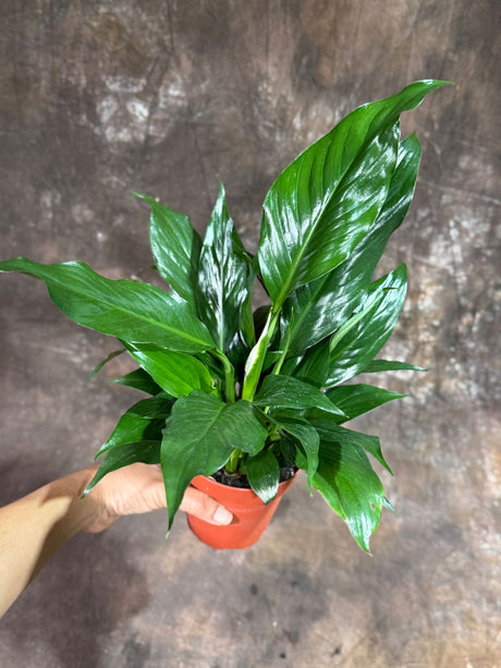 Peace Lily in  4" Nursery Pot – Spathiphyllum Peace Lily - Indoor Air Purifying Flowering Plant – Low Maintenance Lily Plant - Easy Care Indoor Plant