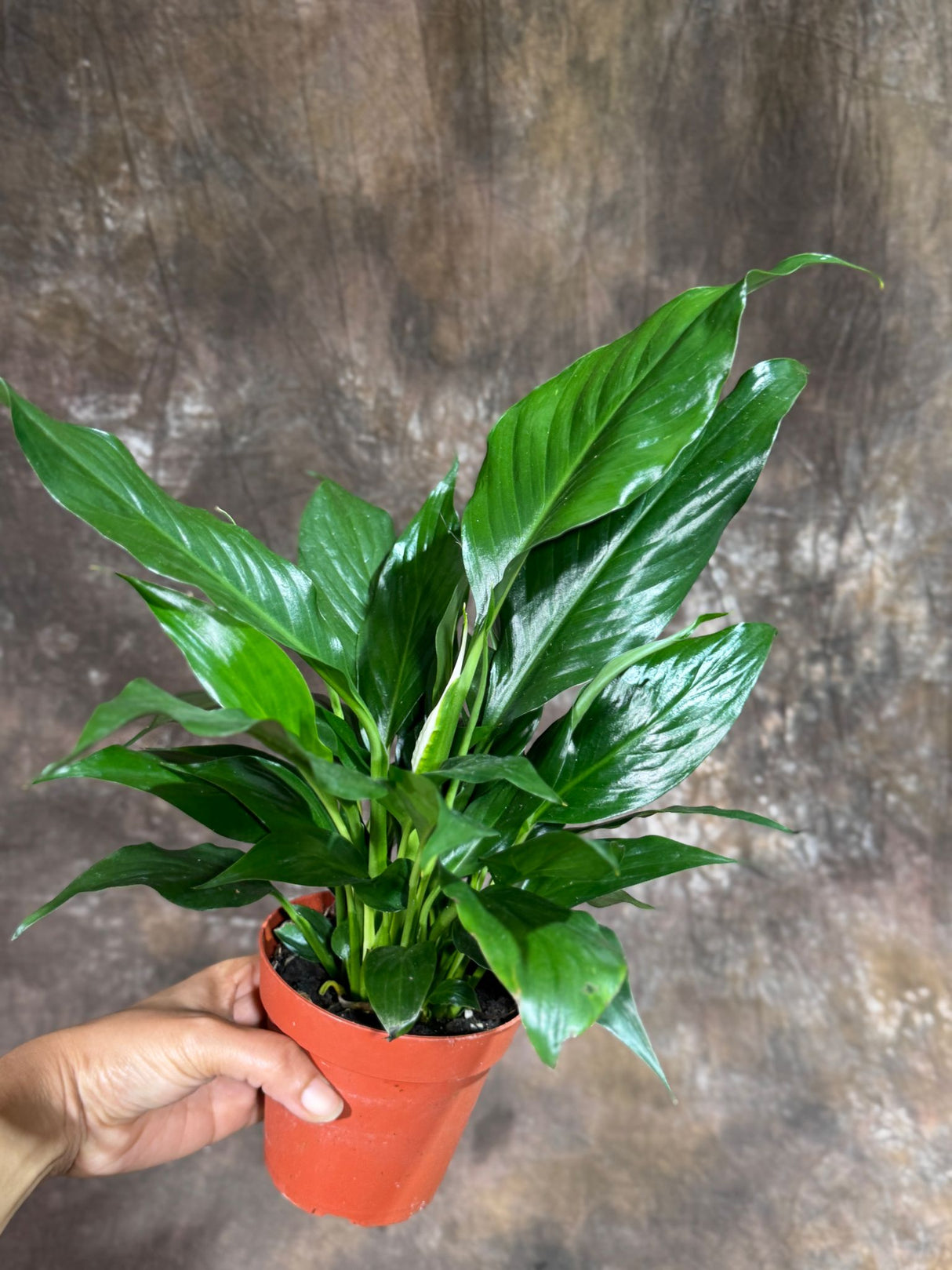 Peace Lily in  4" Nursery Pot – Spathiphyllum Peace Lily - Indoor Air Purifying Flowering Plant – Low Maintenance Lily Plant - Easy Care Indoor Plant