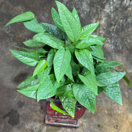 Cebu Blue Pothos in a 6" Nursery Pot– Epipremnum Pinnatum Live Plant  – Easy Indoor Vining Plant – Low Light Tropical Houseplant – Air Purifying & Pet-Friendly Indoor Plant