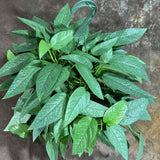 Cebu Blue Pothos in a 8" Hanging Basket – Epipremnum Pinnatum – Cebu Blue Live Vining Plant – Low Light Indoor Houseplant – Easy Tropical Climbing Plant – Air Purifying & Cat Safe Indoor Plant