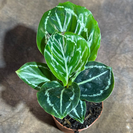 Calathea Medallion in a 2" Nursery Pot – Roseopicta Medallion Prayer Plant – Low Light Indoor Houseplant