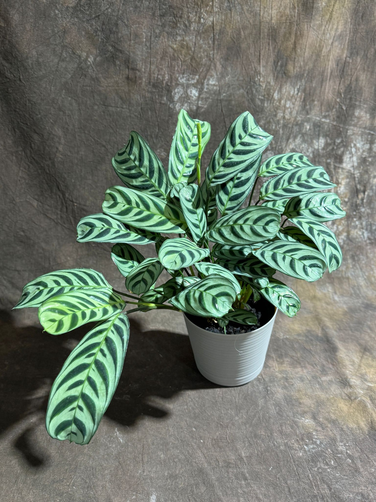 Calathea Burle Marx in a 6” Self Watering Decorative Pot – Burle Marxii Houseplant – Live Fishbone Prayer Houseplant
