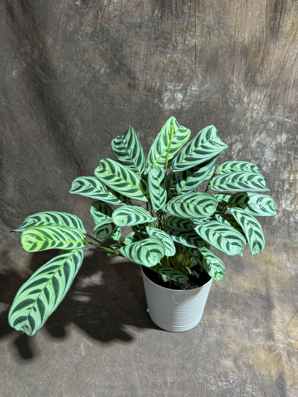 Calathea Burle Marx in a 6” Self Watering Decorative Pot – Burle Marxii Houseplant – Live Fishbone Prayer Houseplant