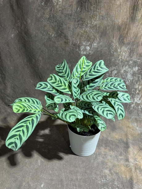 Calathea Burle Marx in a 6” Self Watering Decorative Pot – Burle Marxii Houseplant – Live Fishbone Prayer Houseplant